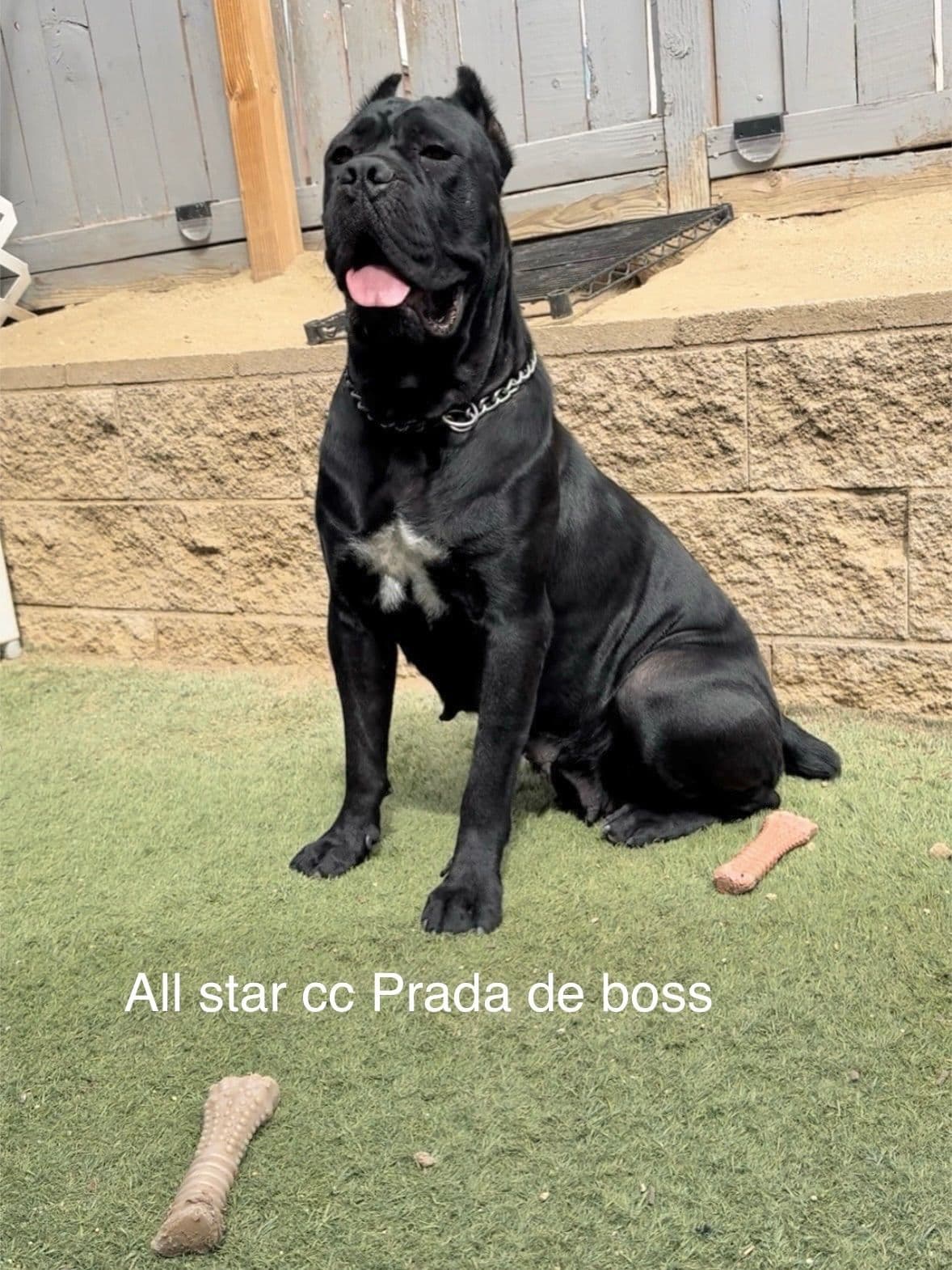 Murrieta All star cc kennel ranked highly by AKC breeder image 10
