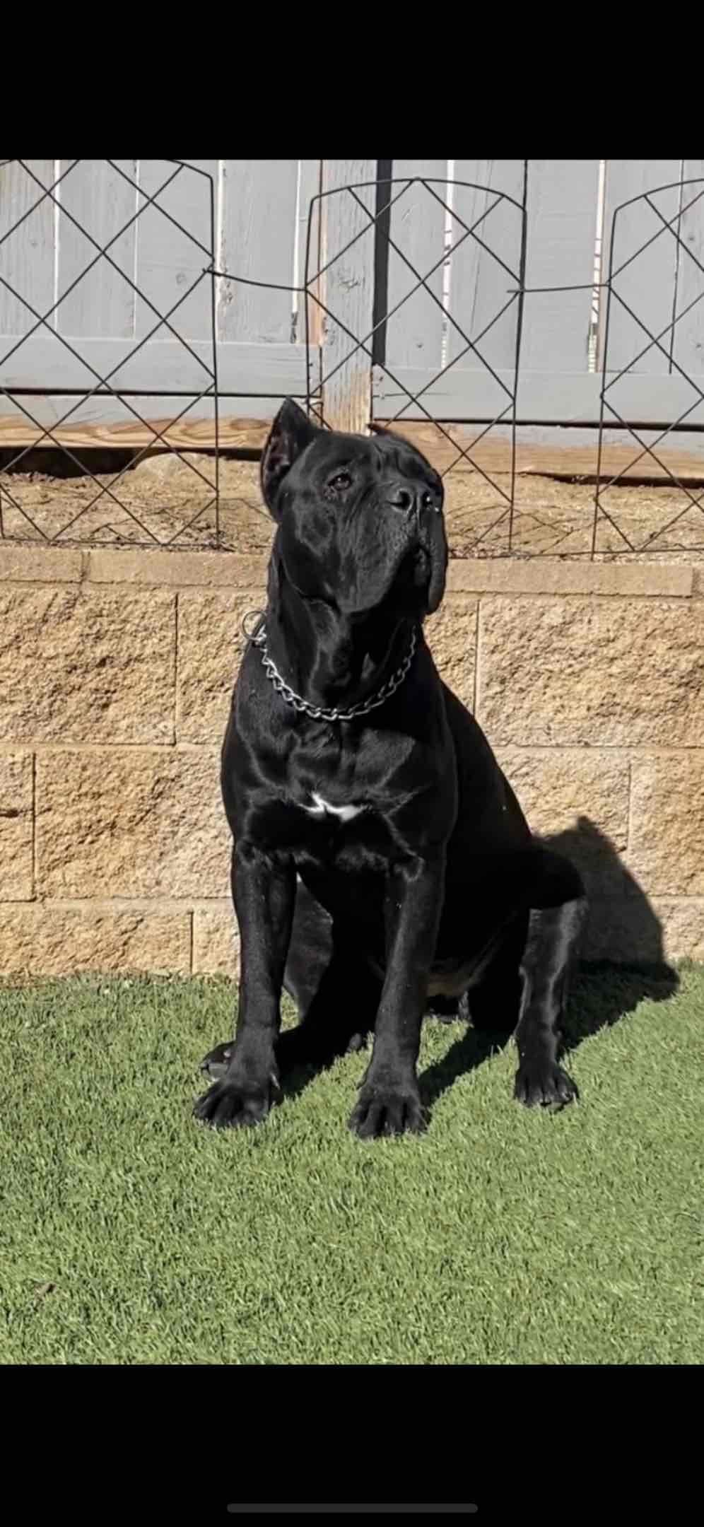 Murrieta All star cc kennel ranked highly by AKC breeder image 4
