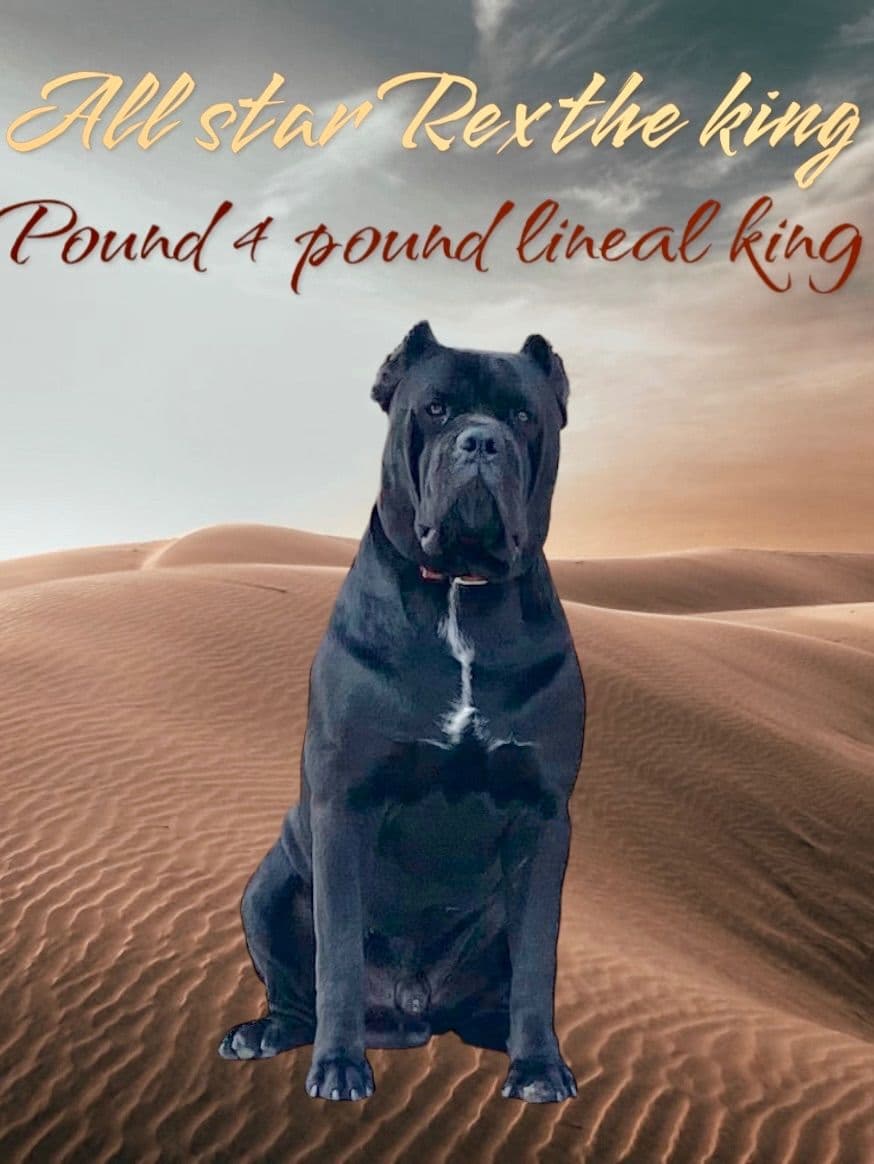 Murrieta All star cc kennel ranked highly by AKC breeder image 12