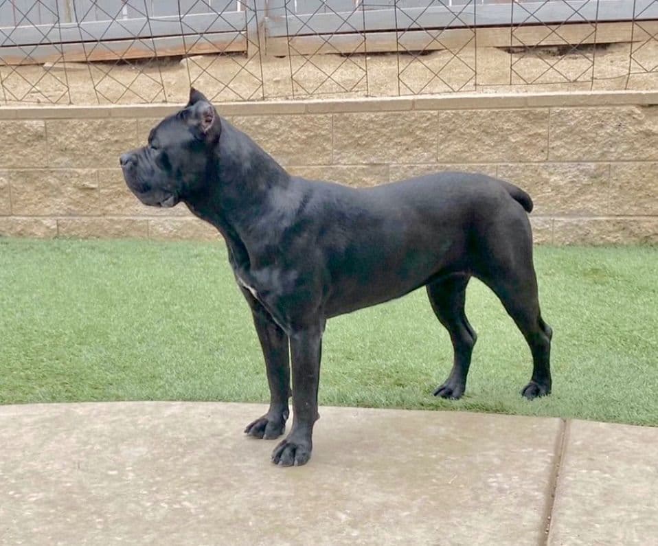 Murrieta All star cc kennel ranked highly by AKC breeder image 3