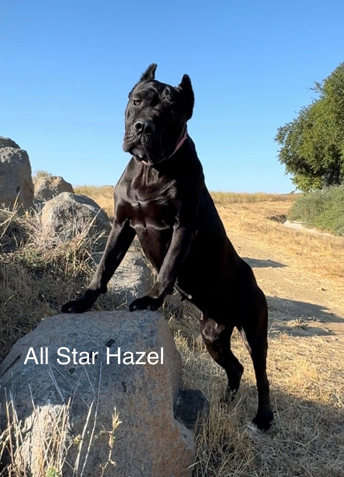 Murrieta All star cc kennel ranked highly by AKC breeder image 13
