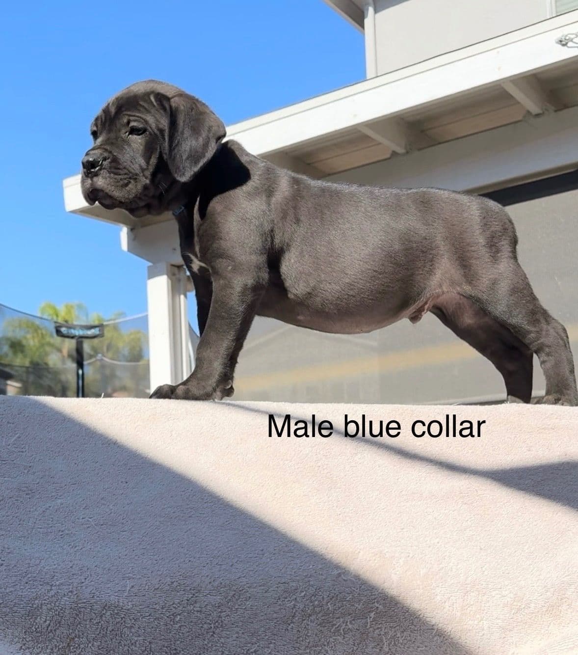 Murrieta All star cc kennel ranked highly by AKC breeder image 7