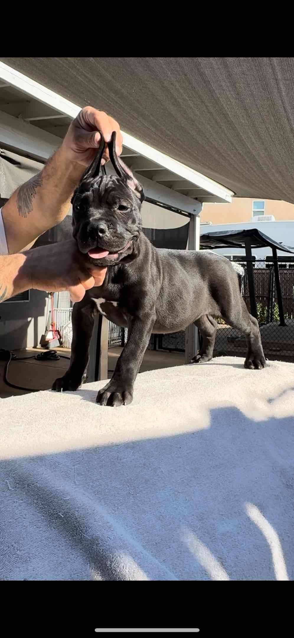 Murrieta All star cc kennel ranked highly by AKC breeder image 8