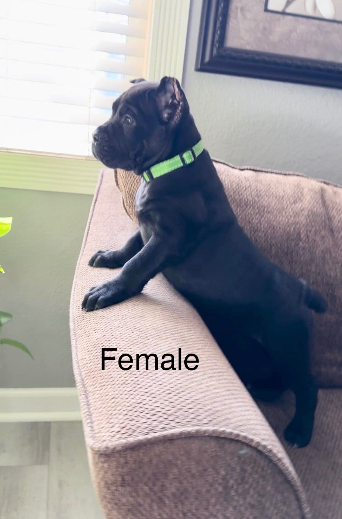 Murrieta All star cc kennel ranked highly by AKC breeder image 14