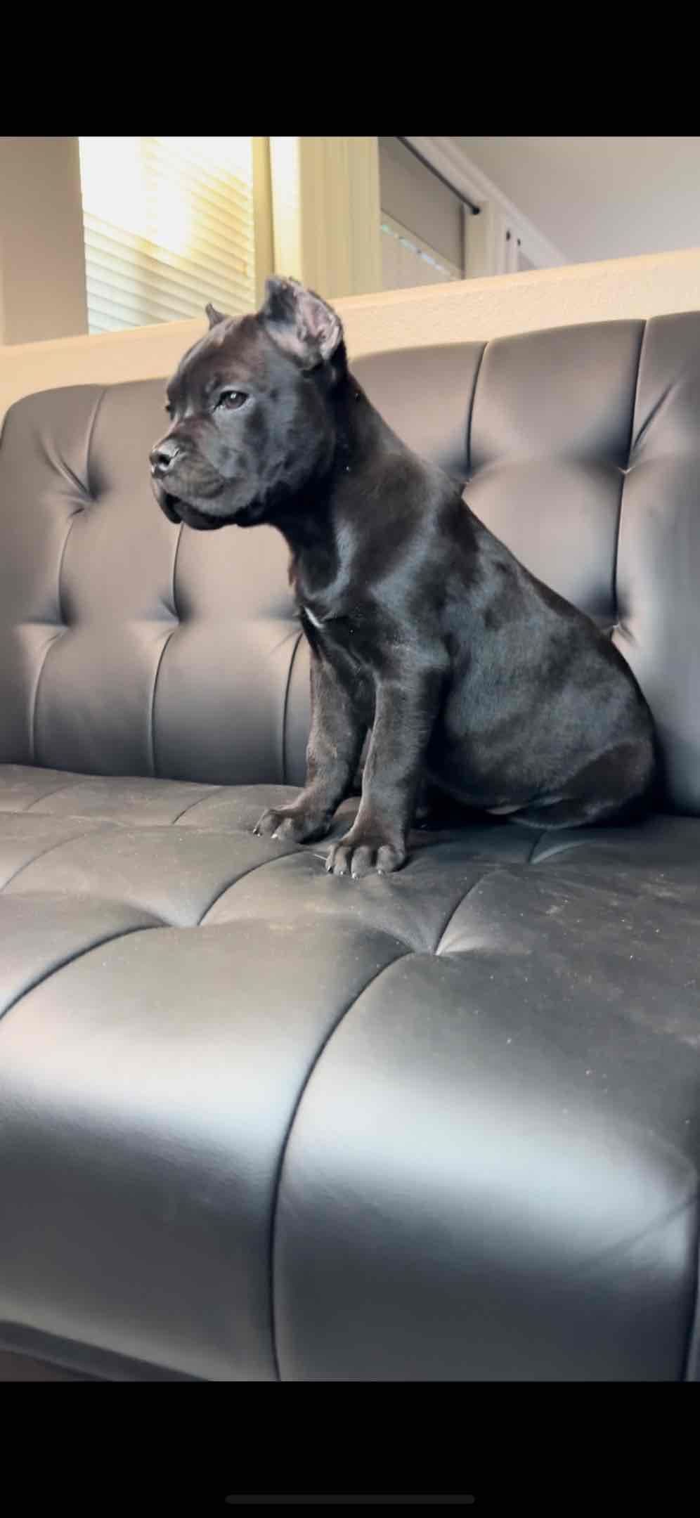 Murrieta All star cc kennel ranked highly by AKC breeder image 15