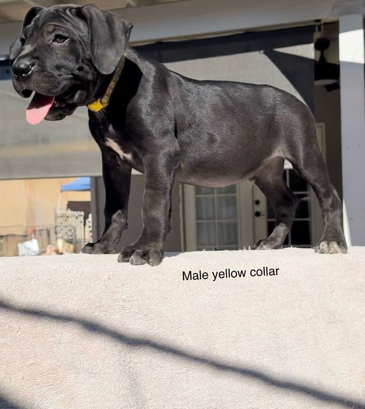 Murrieta All star cc kennel ranked highly by AKC breeder image 6