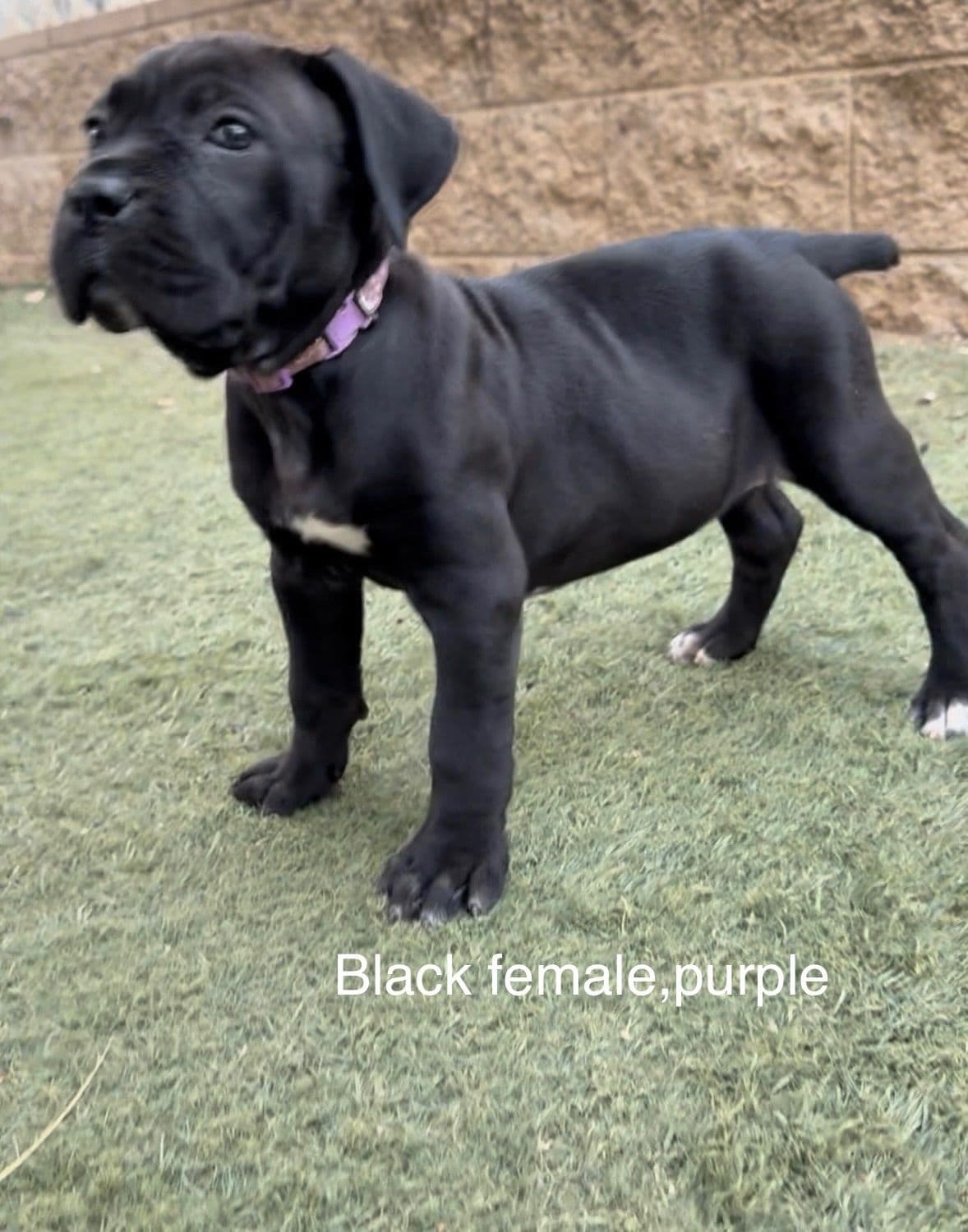 Murrieta All star cc kennel ranked highly by AKC breeder image 16