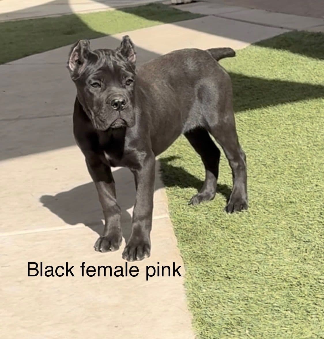 Murrieta All star cc kennel ranked highly by AKC breeder image 17