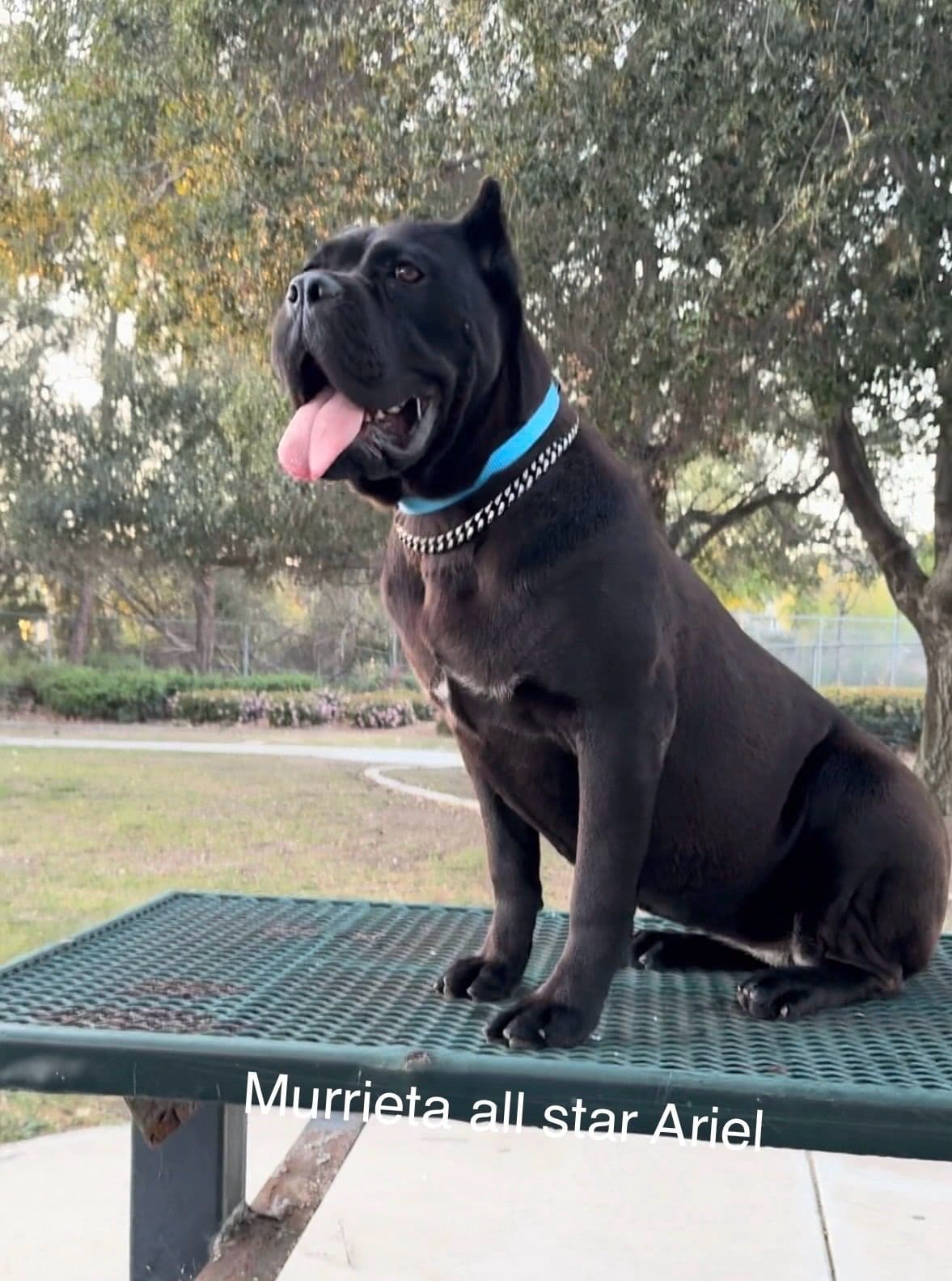 Murrieta All star cc kennel ranked highly by AKC breeder image 19