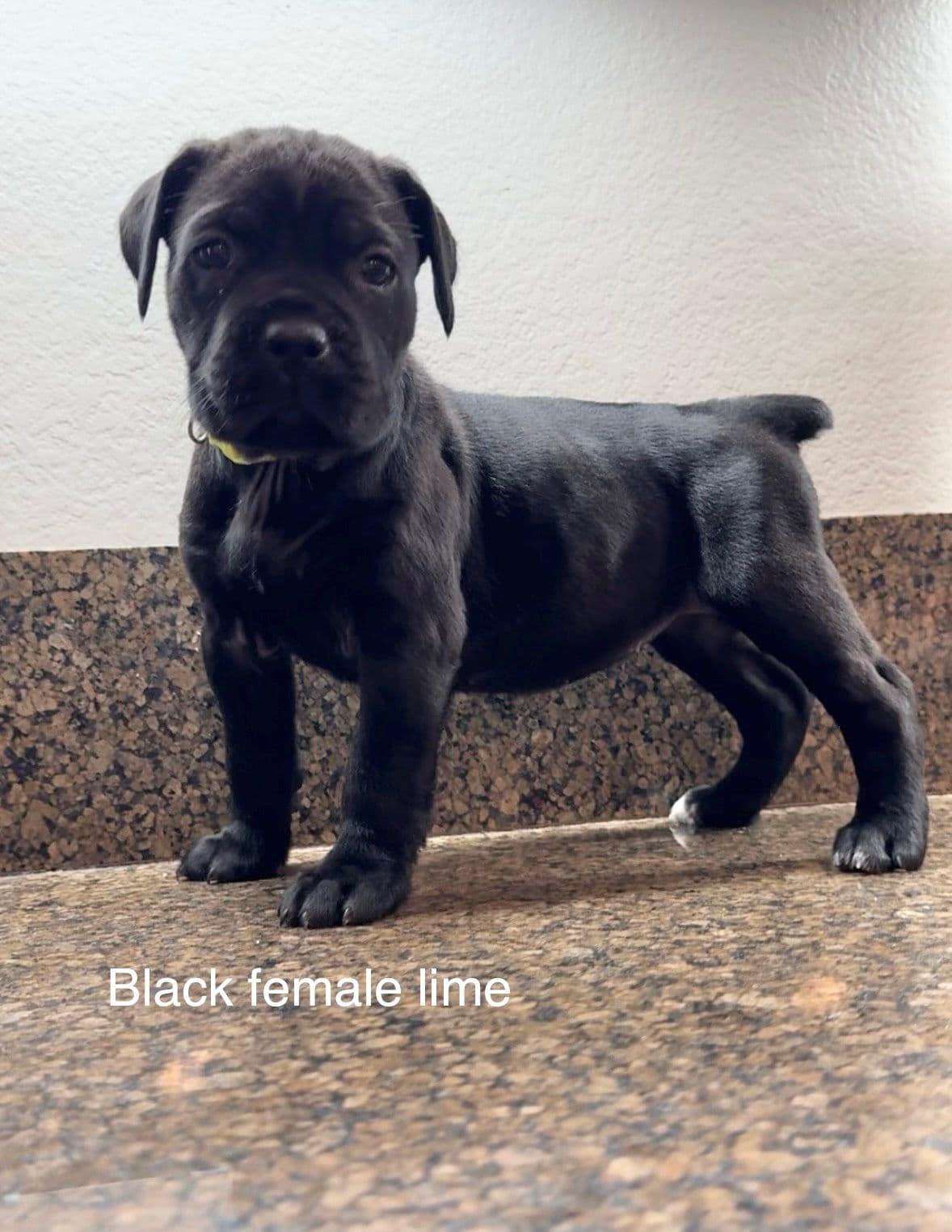 Murrieta All star cc kennel ranked highly by AKC breeder image 20