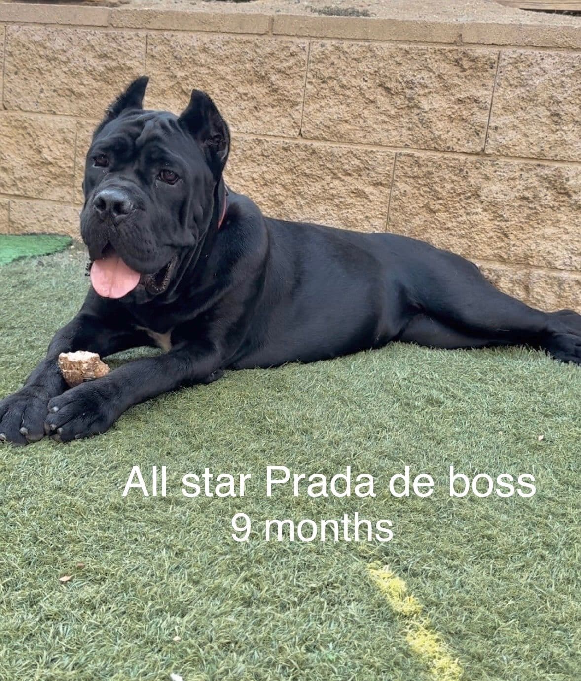 Murrieta All star cc kennel ranked highly by AKC breeder image 21