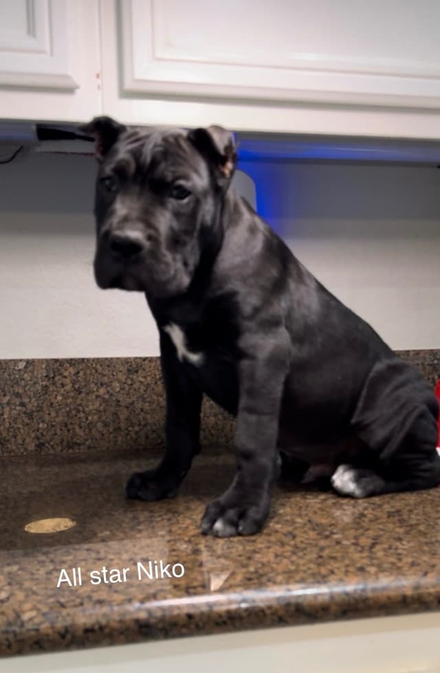 Murrieta All star cc kennel ranked highly by AKC media 3