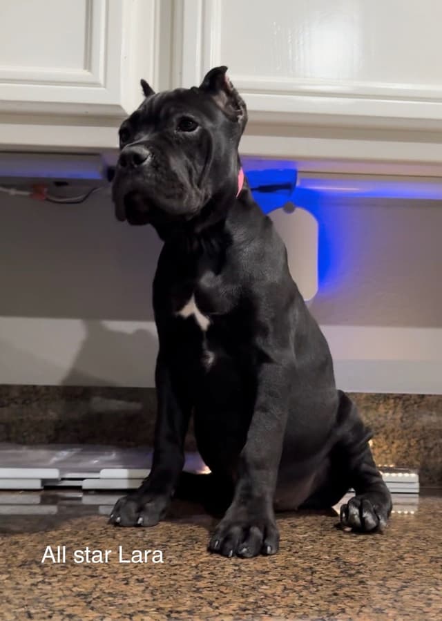 Murrieta All star cc kennel ranked highly by AKC media 5