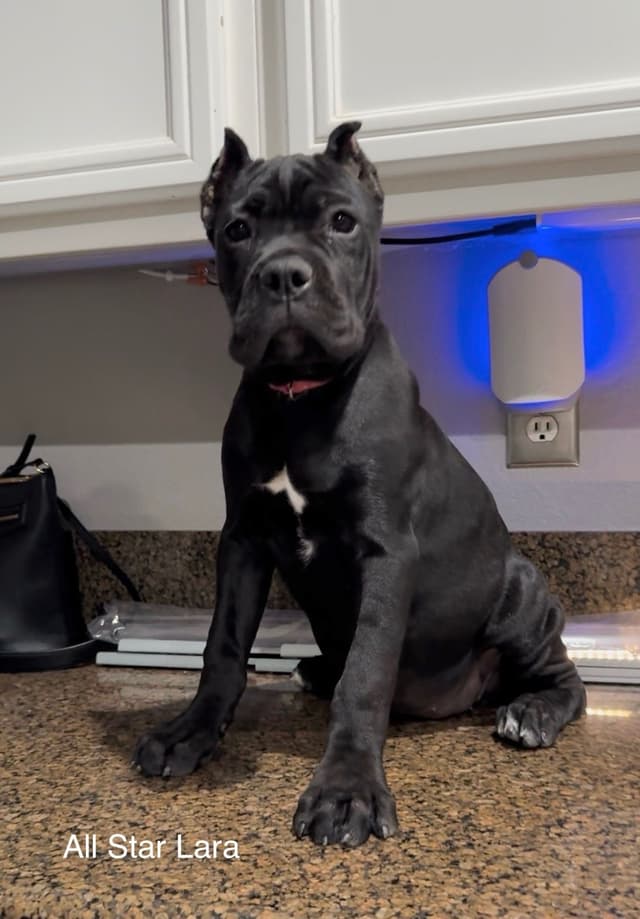 Murrieta All star cc kennel ranked highly by AKC media 4