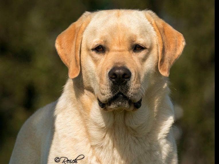 English Yellow Labrador Retriever Puppies breeder image 2