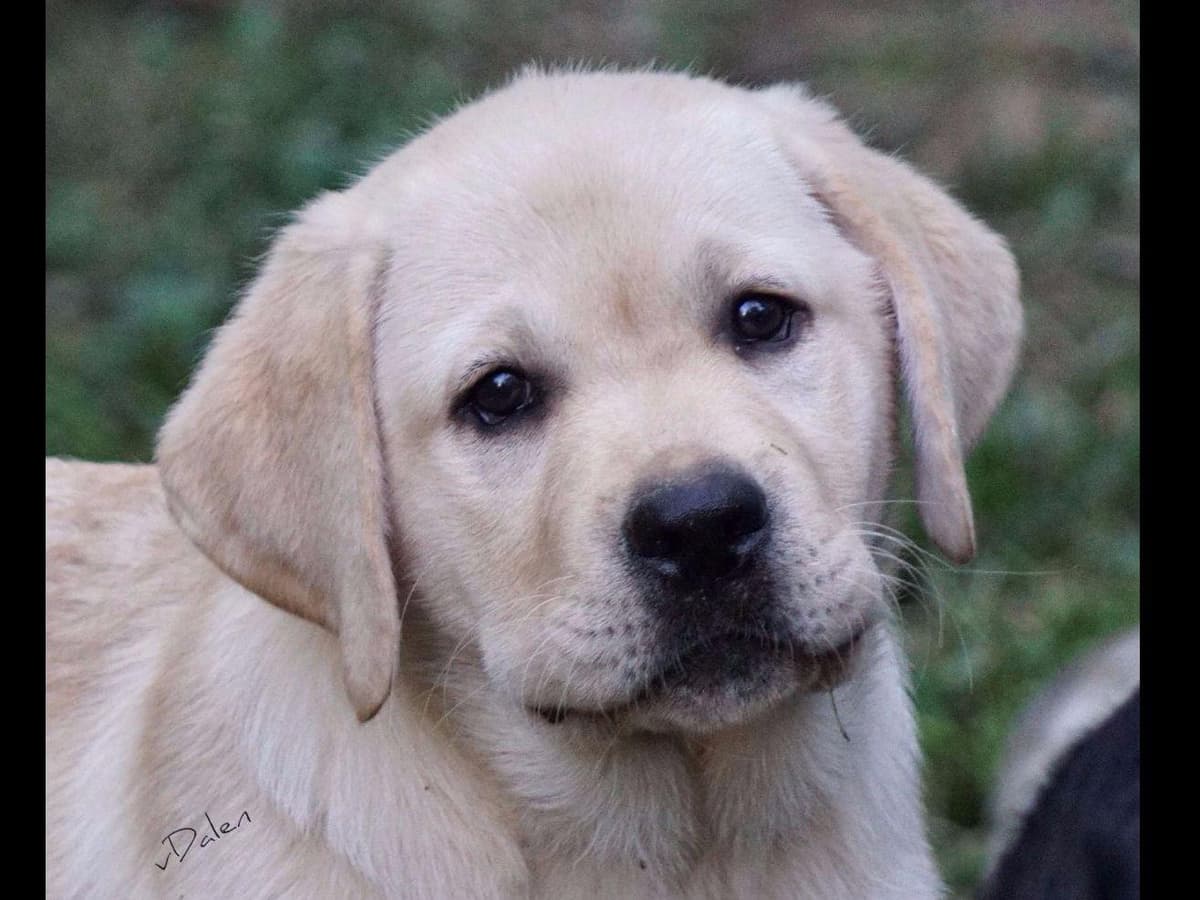 English Yellow Labrador Retriever Puppies breeder image 3