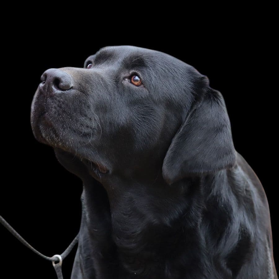 English Yellow Labrador Retriever Puppies breeder image 4