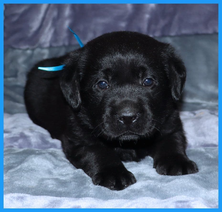 English Yellow Labrador Retriever Puppies breeder image 5