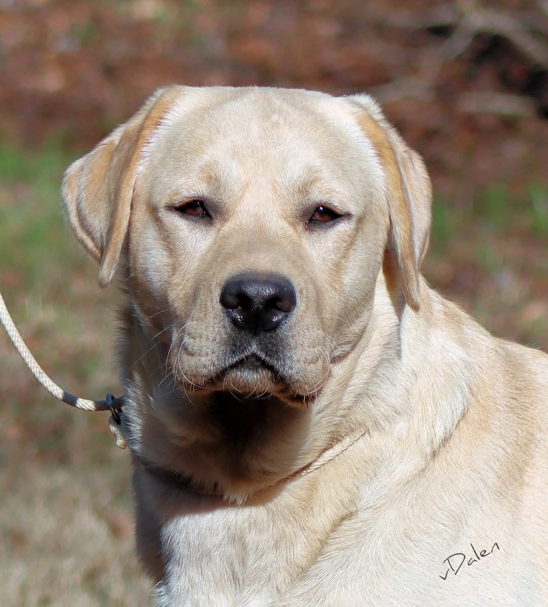 English Yellow Labrador Retriever Puppies breeder image 8