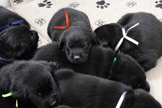 Black English Labrador Retriever Puppies media 7