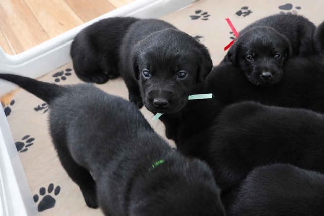 Black English Labrador Retriever Puppies media 8