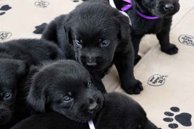 Black English Labrador Retriever Puppies media 6
