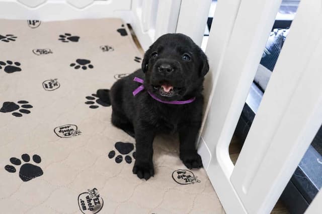 Black English Labrador Retriever Puppies media 11