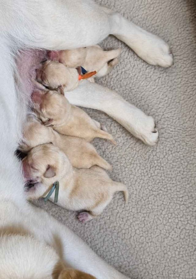 English Yellow Labrador Retriever Puppies media 4