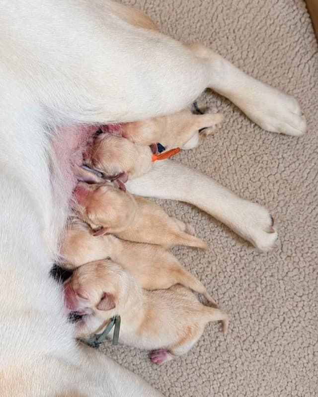 English Yellow Labrador Retriever Puppies media 3