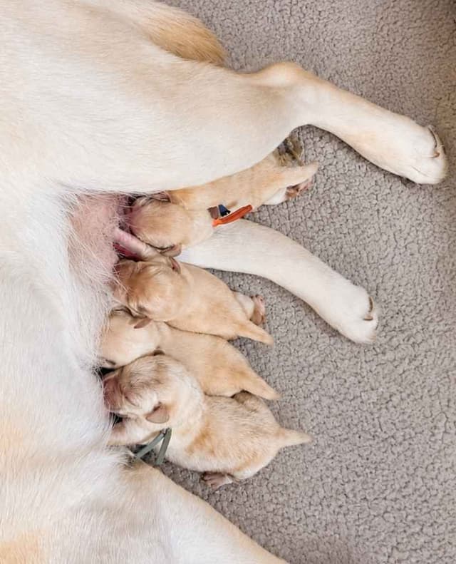 English Yellow Labrador Retriever Puppies media 2