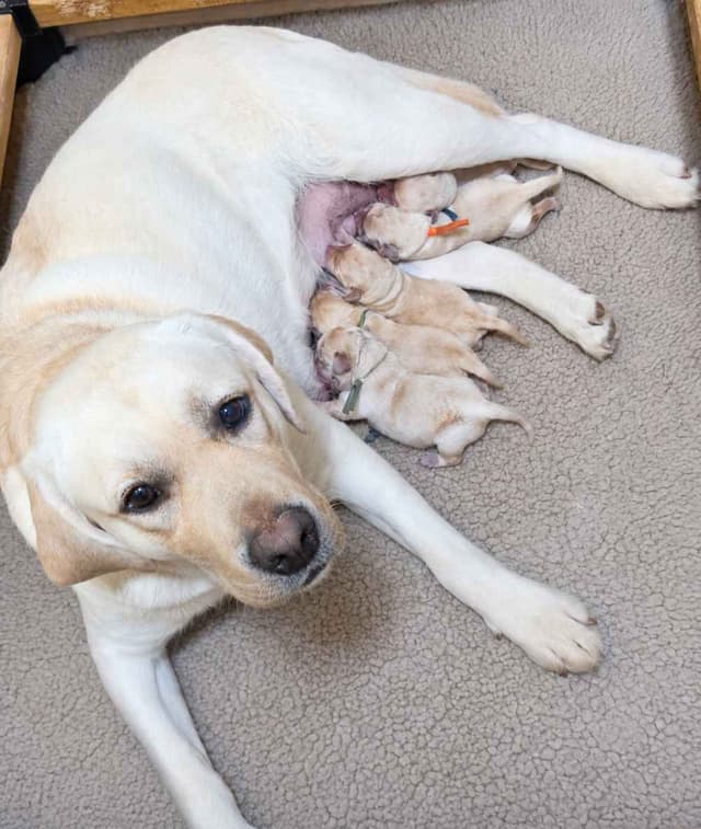 English Yellow Labrador Retriever Puppies media 6
