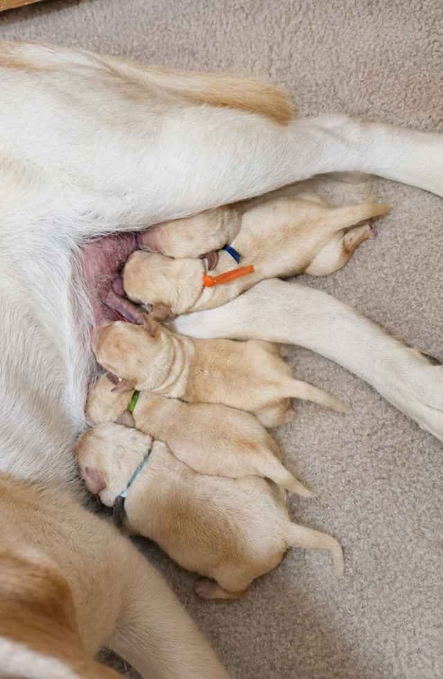 English Yellow Labrador Retriever Puppies media 7