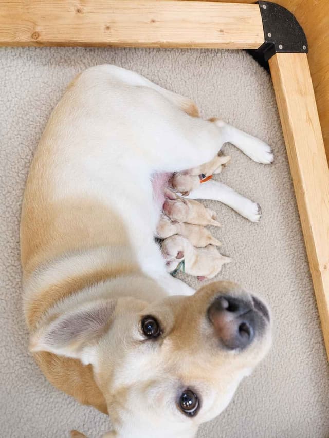 English Yellow Labrador Retriever Puppies media 8
