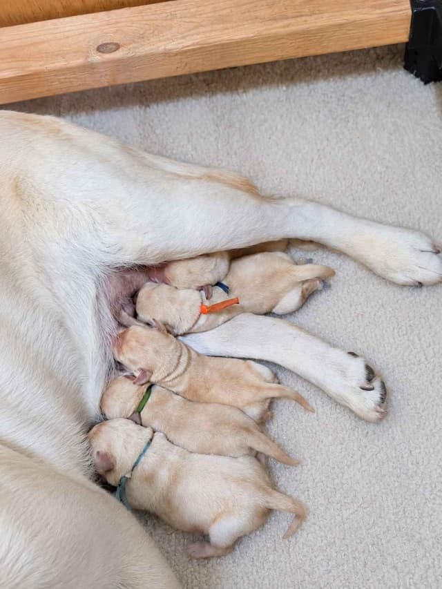 English Yellow Labrador Retriever Puppies media 9