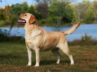English Yellow Labrador Retriever Puppies breeder image 9