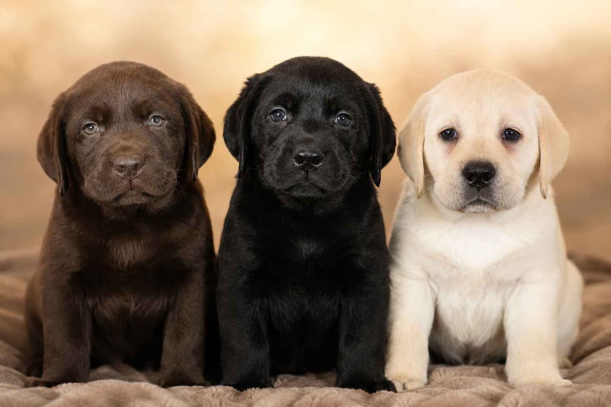 English Yellow Labrador Retriever Puppies breeder image 1