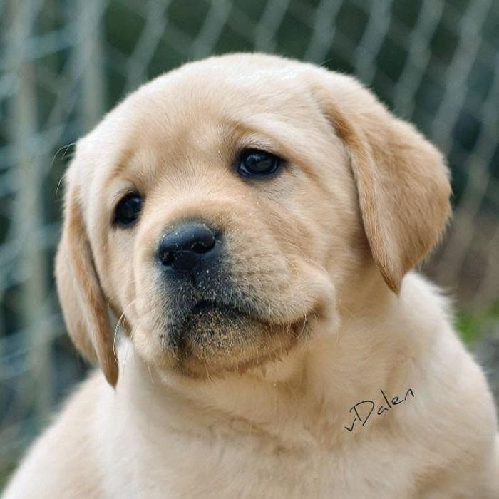 English Yellow Labrador Retriever Puppies breeder image 14