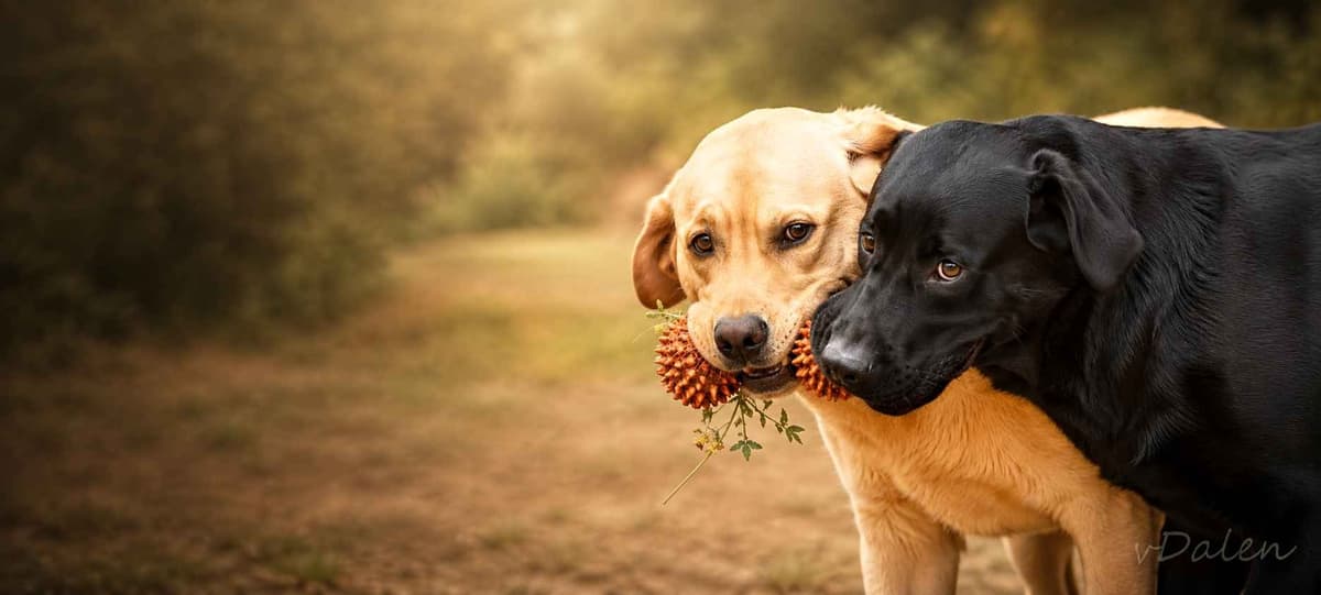 English Yellow Labrador Retriever Puppies breeder image 18