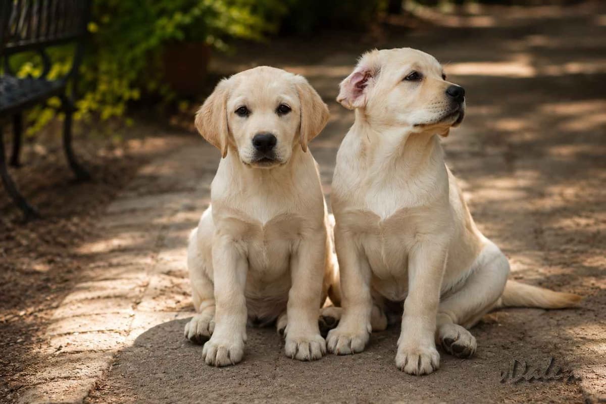 English Yellow Labrador Retriever Puppies breeder image 17