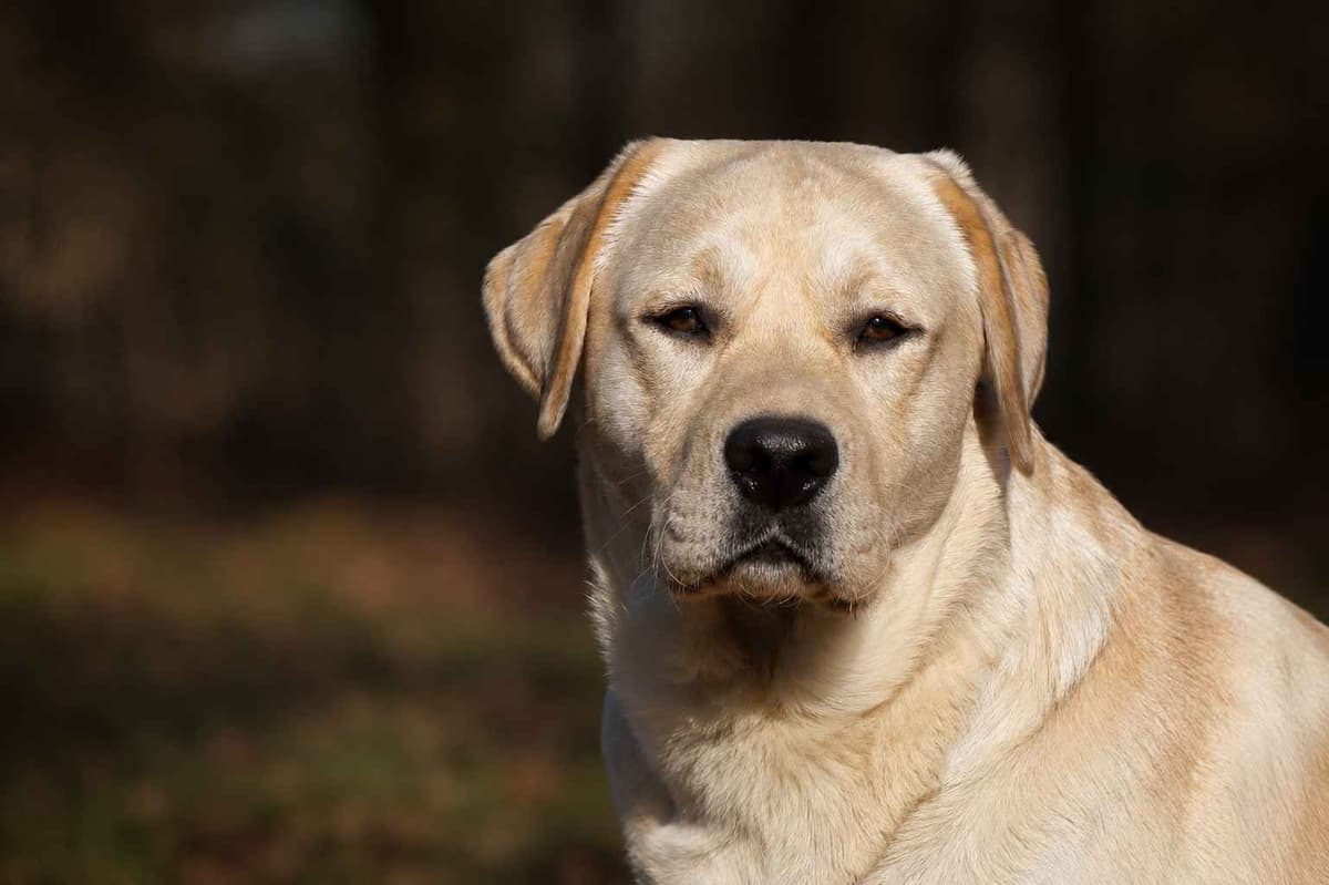 English Yellow Labrador Retriever Puppies breeder image 13