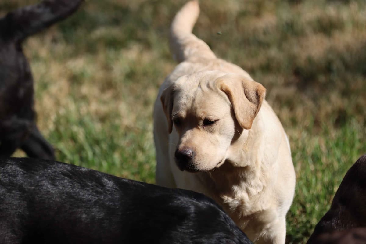 English Yellow Labrador Retriever Puppies breeder image 25