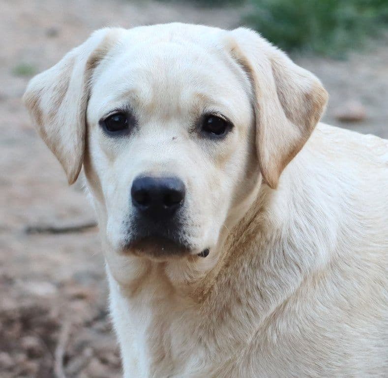 English Yellow Labrador Retriever Puppies breeder image 26