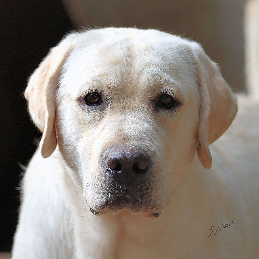 English Yellow Labrador Retriever Puppies breeder image 27