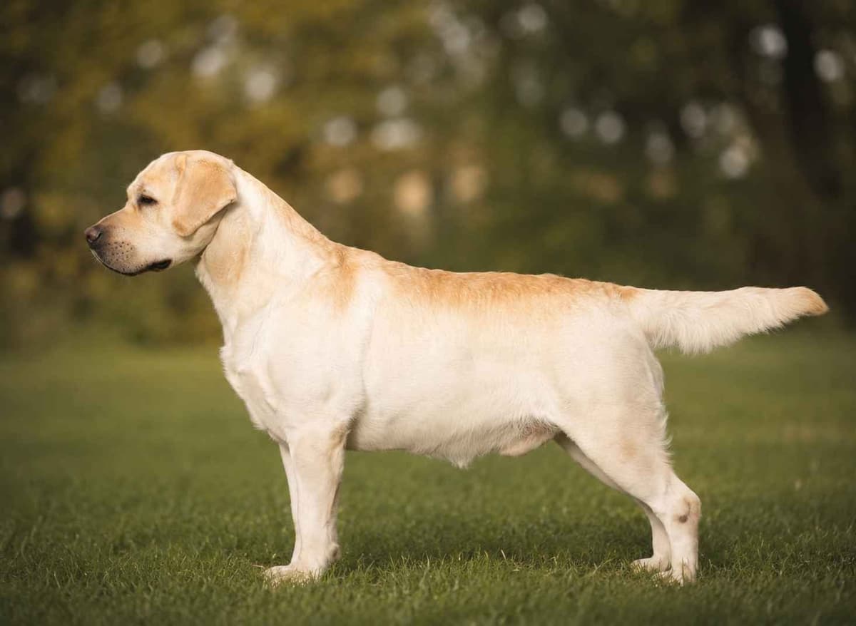 English Yellow Labrador Retriever Puppies breeder image 28