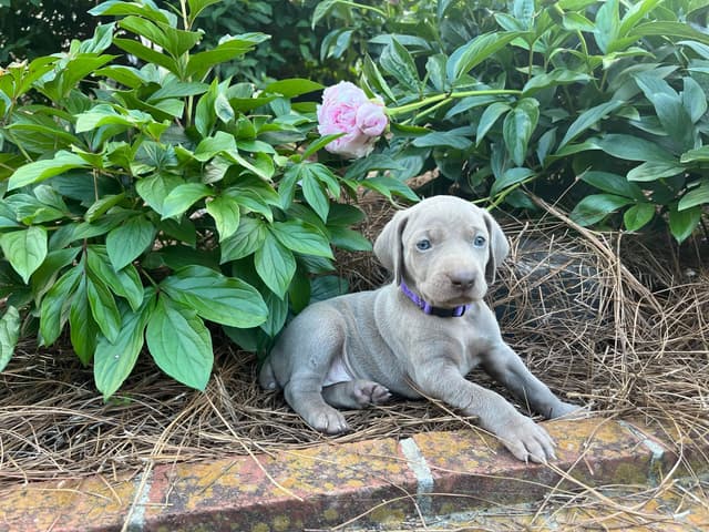 Weimaraner Puppies media 3