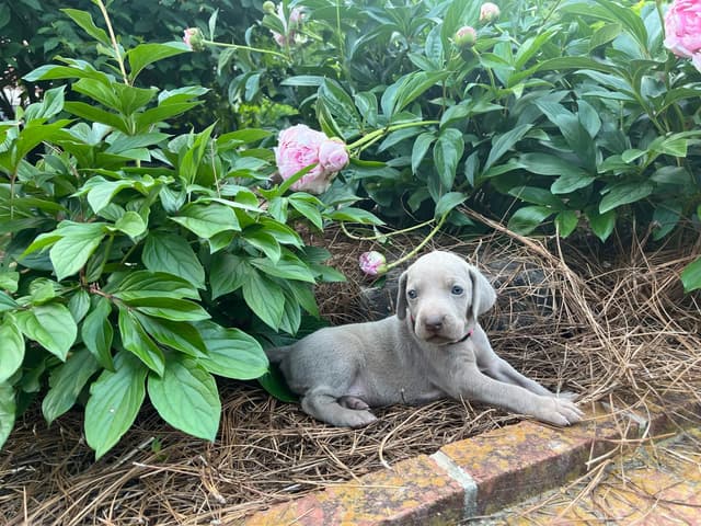 Weimaraner Puppies media 4