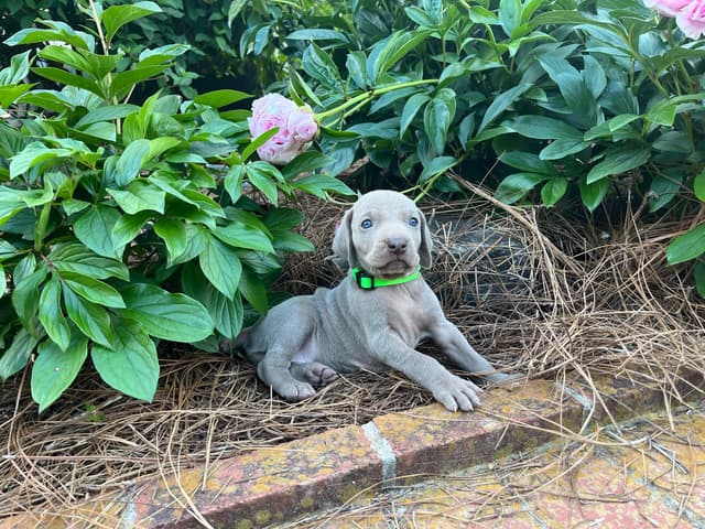 Weimaraner Puppies media 6