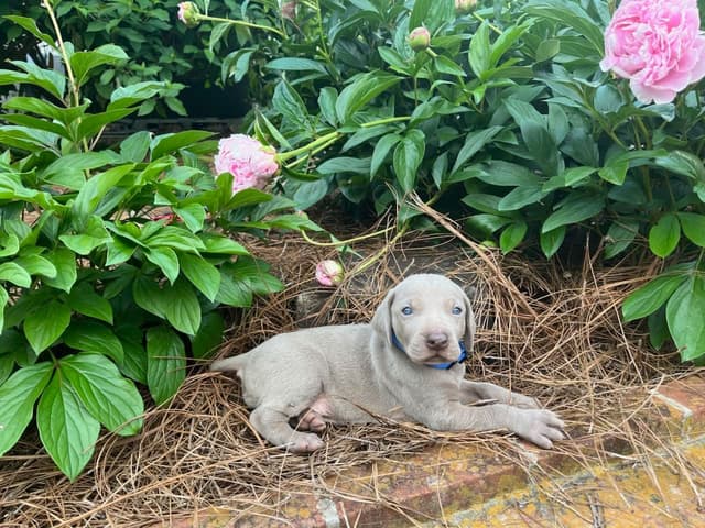 Weimaraner Puppies media 7