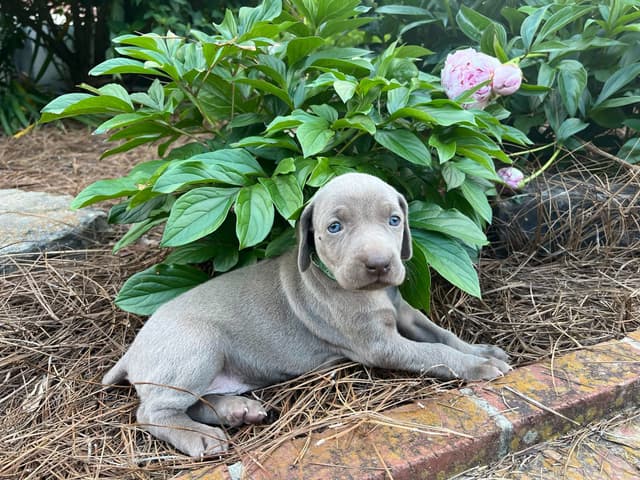 Weimaraner Puppies media 8