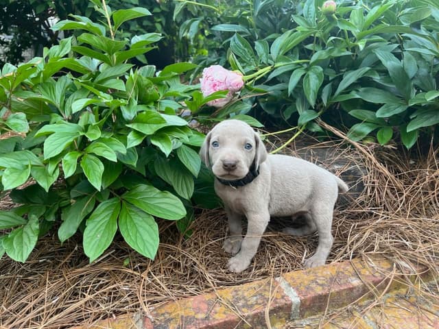 Weimaraner Puppies media 9